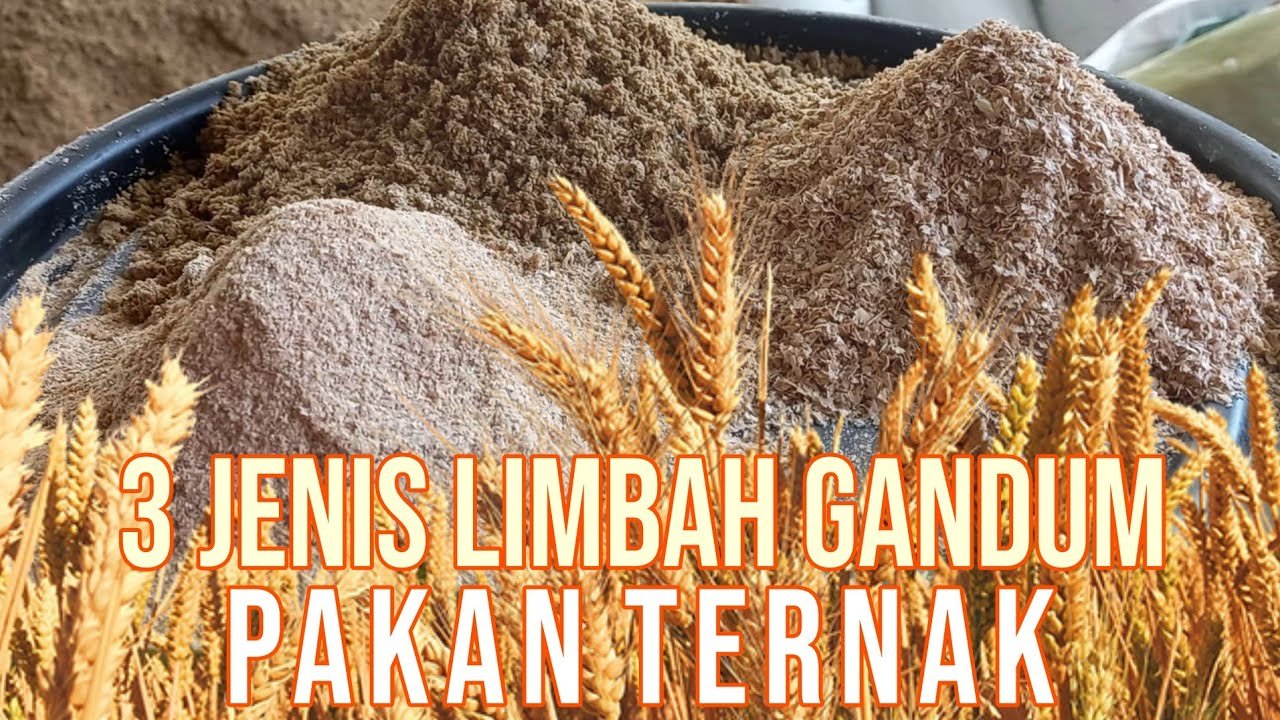 
                                 Limbah-Gandum-Pakan-Ternak